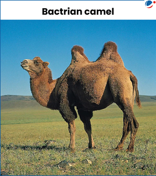 Bactrian Camel