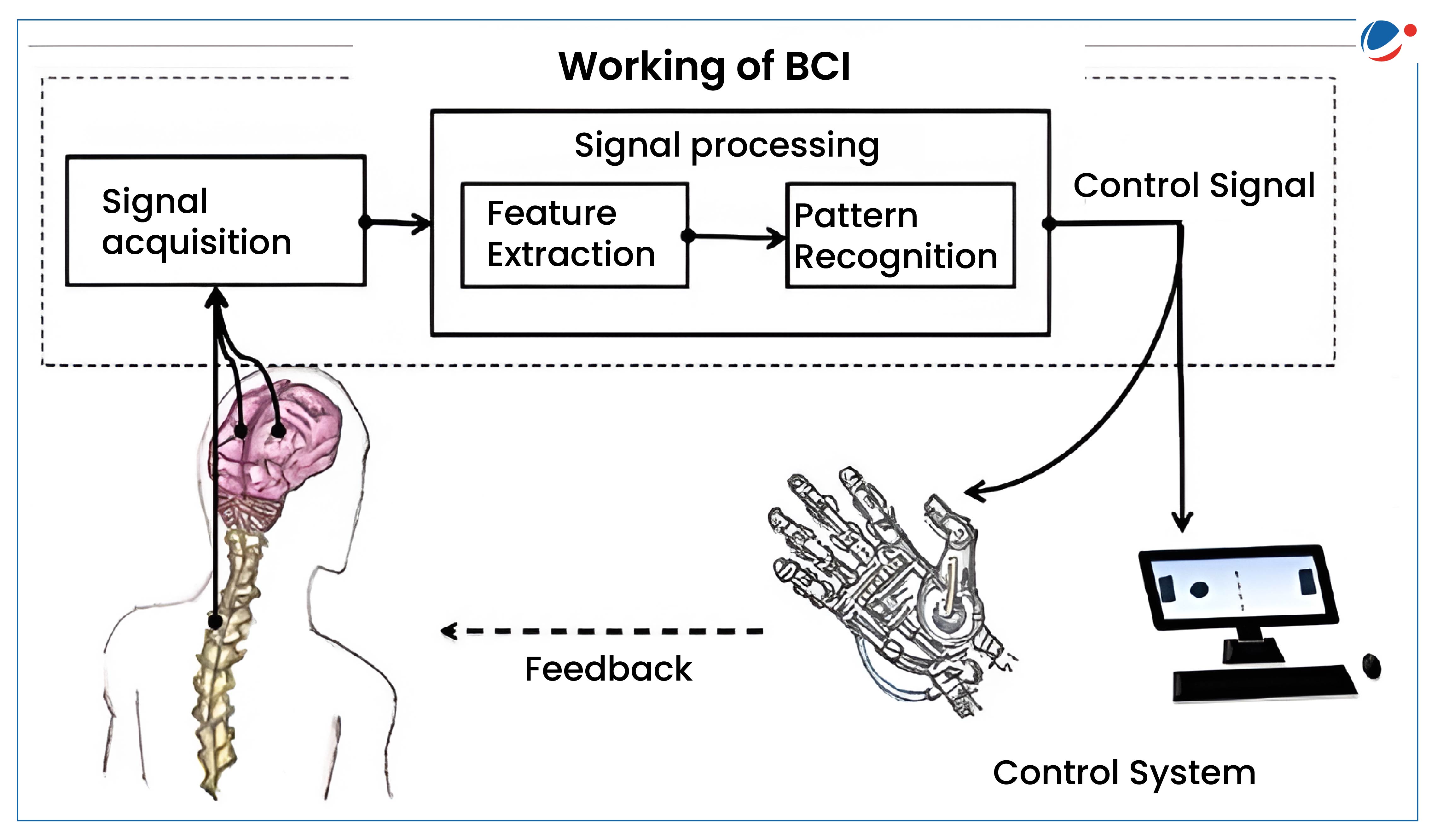 The diagram illustrates the working of a Brain-Computer Interface (BCI). Brain signals are acquired, processed through feature extraction and pattern recognition, and then converted into control signals. These signals are used to operate external devices like robotic hands or computer systems, with feedback sent back to the brain.