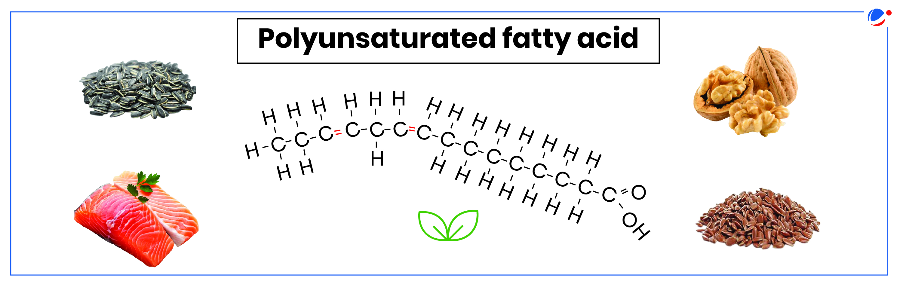 An illustration labeled "Polyunsaturated fatty acid" showcasing a chemical structure diagram of a polyunsaturated fatty acid. Surrounding the diagram are images of salmon, sunflower seeds, walnuts, and flaxseeds. A small green leaf icon is in the center.