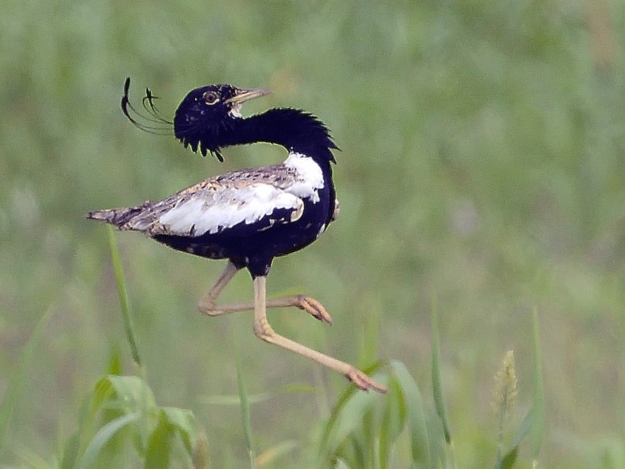 A bird with vibrant black and white plumage and distinctive head feathers is caught in mid-air with one leg outstretched while the other is bent. The background is a blurred green, hinting at a natural habitat with grassy vegetation-Lesser Florican