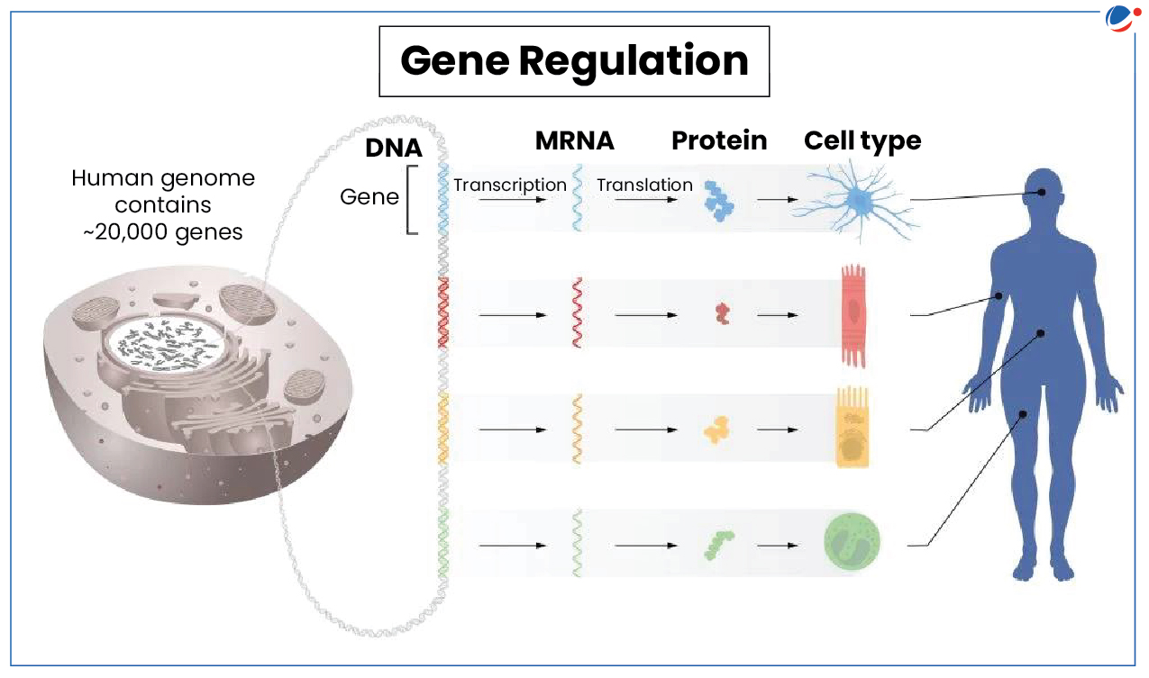 The image illustrates the process of gene regulation and how it contributes to the development of different cell types. The diagram begins with a depiction of a human cell containing DNA with approximately 20,000 genes. It shows the progression from a single gene to its transcription into mRNA (messenger RNA), followed by the translation of mRNA into proteins. The process highlights how genes are expressed and regulated, resulting in a variety of proteins that determine the structure and function of different cell types in the human body, such as neurons, muscle cells, and other specialized cells.