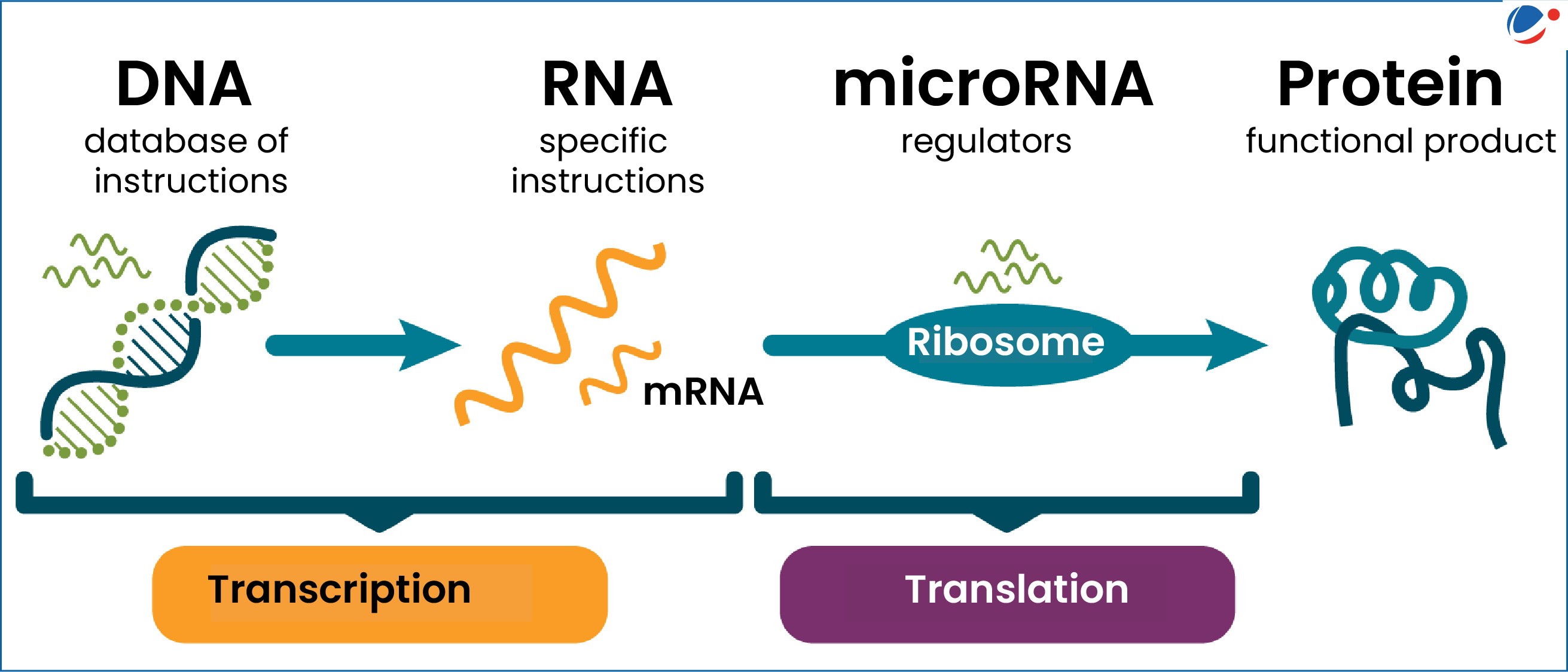 An infographic explaining DNA, RNA, microRNA and Protein synthesis