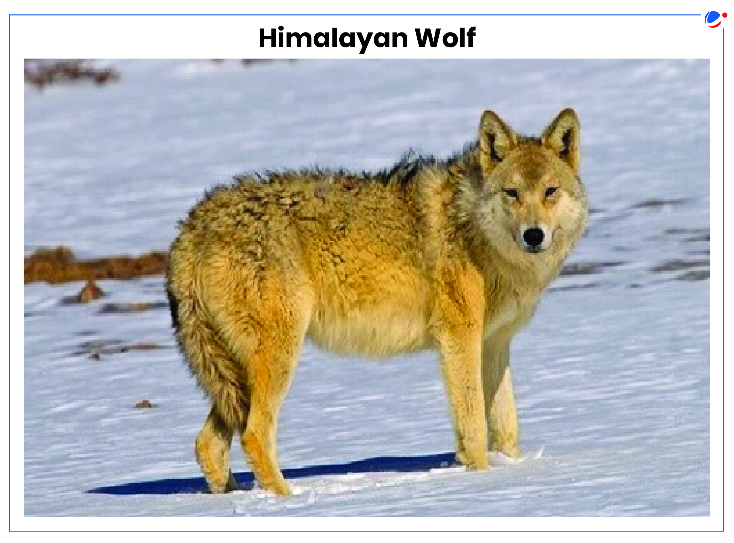 A Himalayan wolf stands on a snowy terrain, looking directly at the camera. Its thick fur is a blend of brown and gray, well-suited for the cold environment. Sparse patches of vegetation are visible in the background.