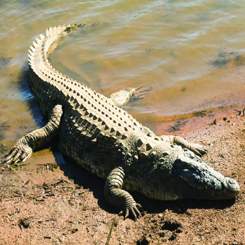 A large crocodile rests on the muddy bank of a body of water. Its rough, textured skin and powerful tail are clearly visible as it basks in the sunlight. The water appears shallow and gently laps at the shore near the crocodile.