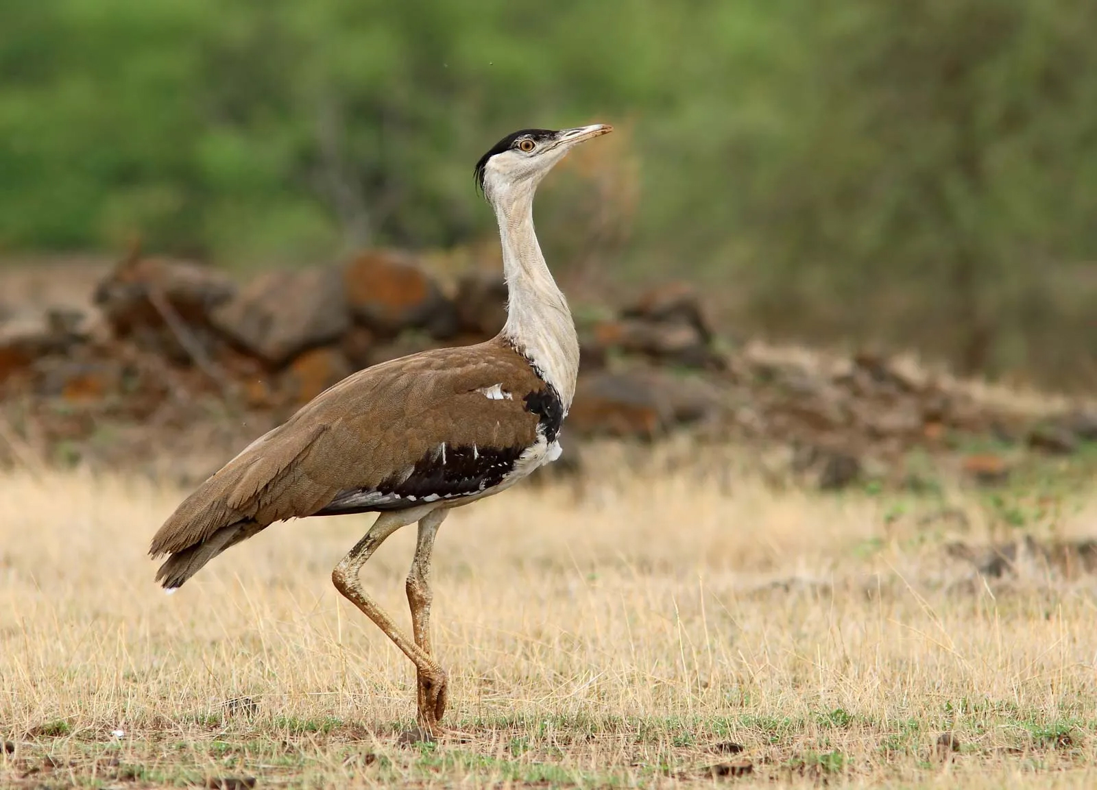 A large bird with brown and white plumage stands on dry grass in a natural habitat. The bird has a long neck and legs, and the background includes green foliage and scattered rocks-Great Indian Bustard