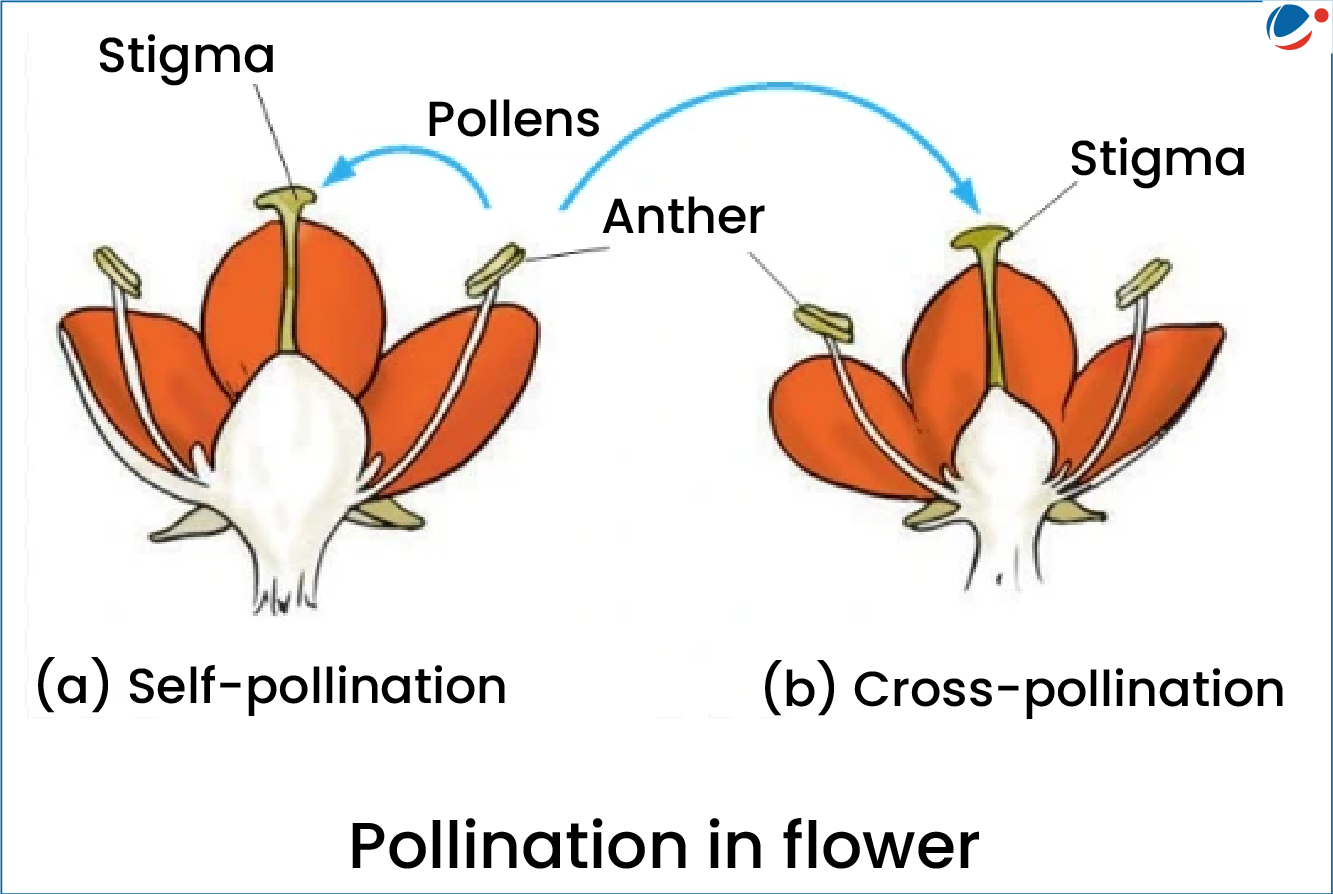 Diagram depicting self-pollination and cross-pollination in flowers. Self-pollination shows pollen from the anther moving to the stigma of the same flower. Cross-pollination illustrates pollen transfer to the stigma of a different flower. Labeled parts include stigma, anther, and pollen.