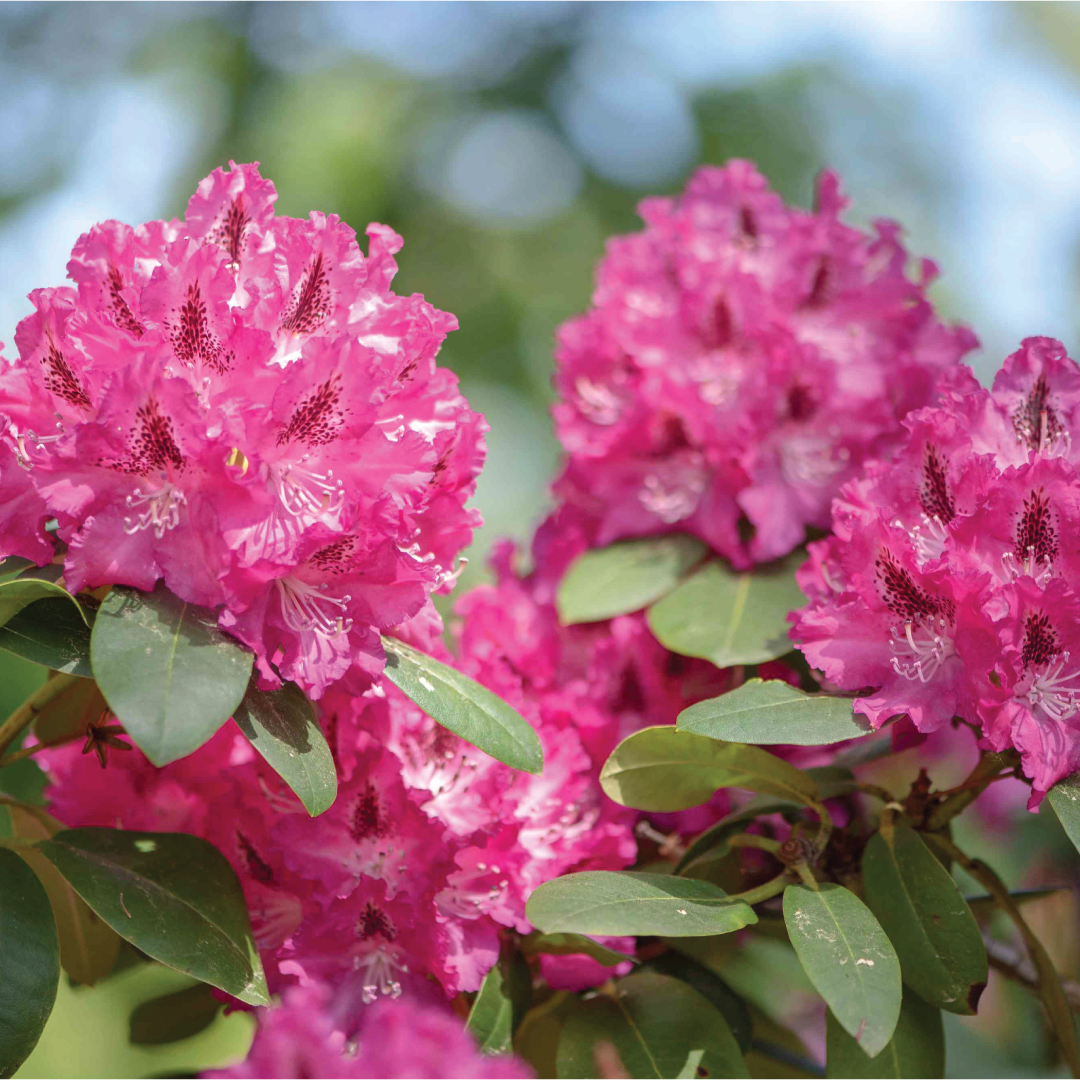 An aimge of Rhododendron.