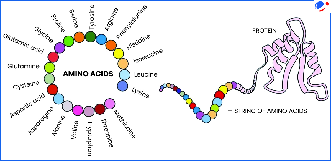 A Image showing Amino Acids and Structure of Proteins