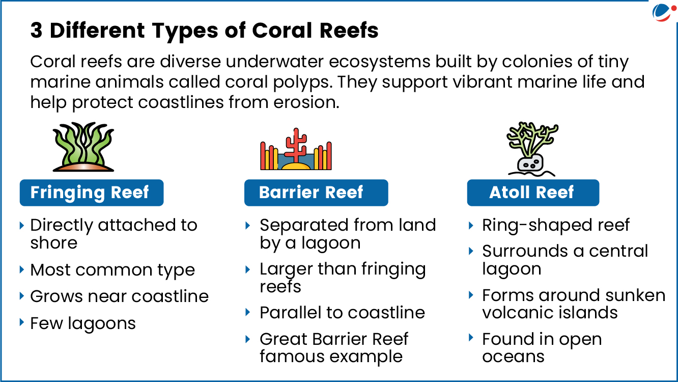 Infographic showing types of corals 