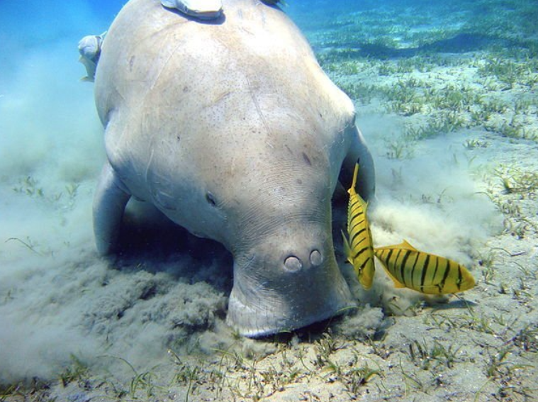 An underwater scene showing a dugong grazing on seagrass with two striped fish swimming nearby.