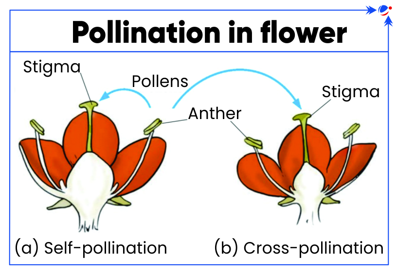 A diagram titled "Pollination in flower" shows two red flowers. Diagram (a) labeled "Self-pollination" shows pollen moving from the anther to the stigma of the same flower. Diagram (b) labeled "Cross-pollination" shows pollen moving from the anther of one flower to the stigma of another.