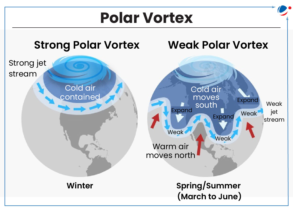 An infographic titled 'Polar Vortex' compares a Strong Polar Vortex and a Weak Polar Vortex using two globe illustrations.  Strong Polar Vortex (left side, Winter):  A strong jet stream is depicted as a circular blue arrow around the pole. Cold air is contained within the vortex, remaining near the Arctic region. Weak Polar Vortex (right side, Spring/Summer - March to June):  A weak jet stream is depicted with wavy, broken blue arrows. Cold air moves south as the vortex weakens, expanding into lower latitudes. Red arrows indicate warm air moving north, disrupting the vortex structure.