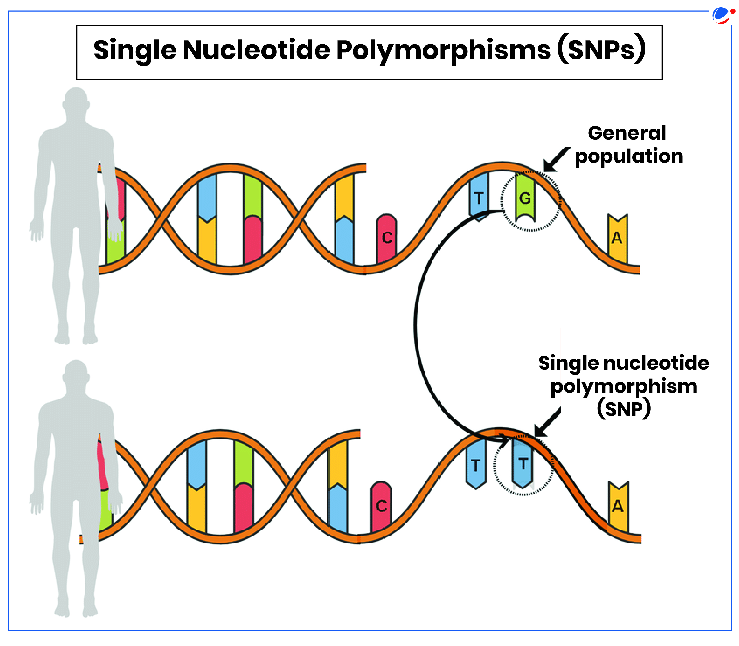 This image explains Single Nucleotide Polymorphisms (SNPs), which are variations at a single nucleotide position in the DNA sequence among individuals. It contrasts the standard DNA sequence found in the general population with an altered sequence showing an SNP, highlighting the change from "G" to "T" in the nucleotide sequence.