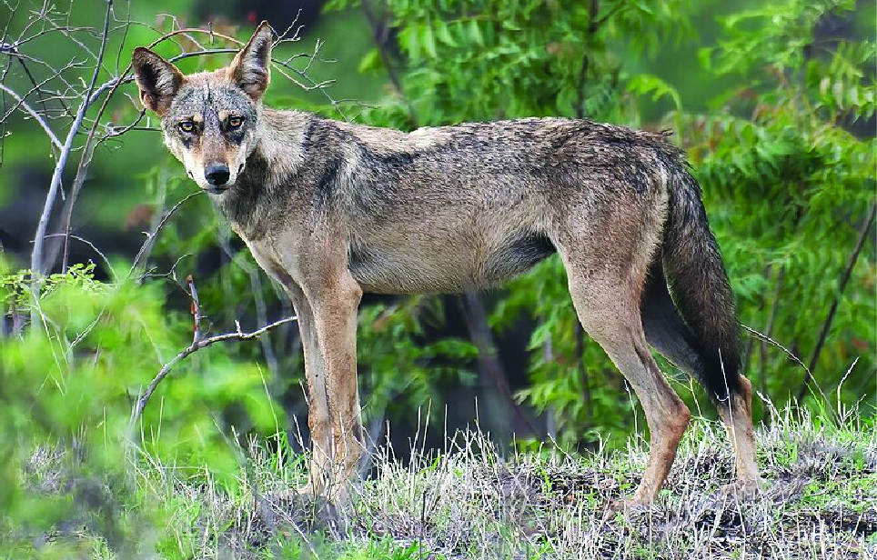 An image showing an Indian Wolf in the Wild.