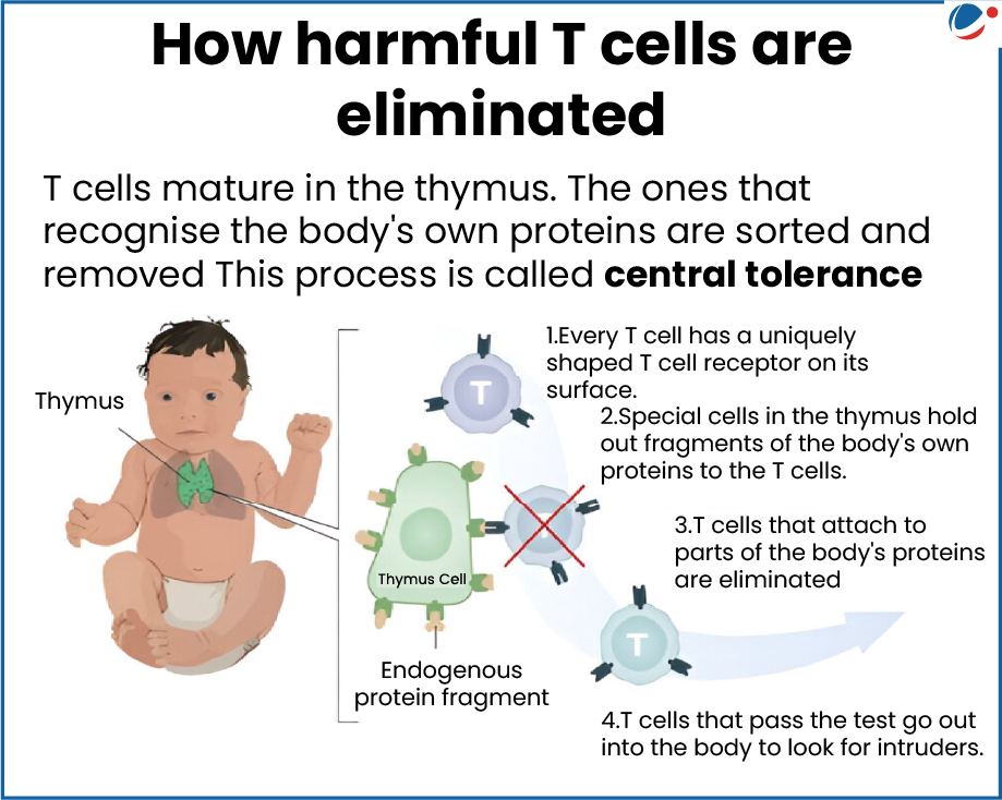 How harmful T cells are eliminated
