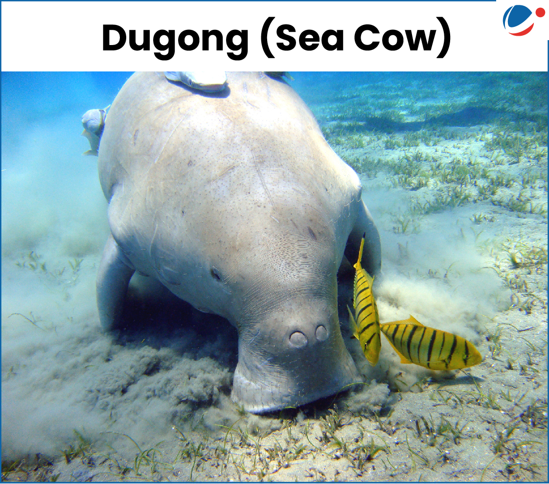 Image of Dugong