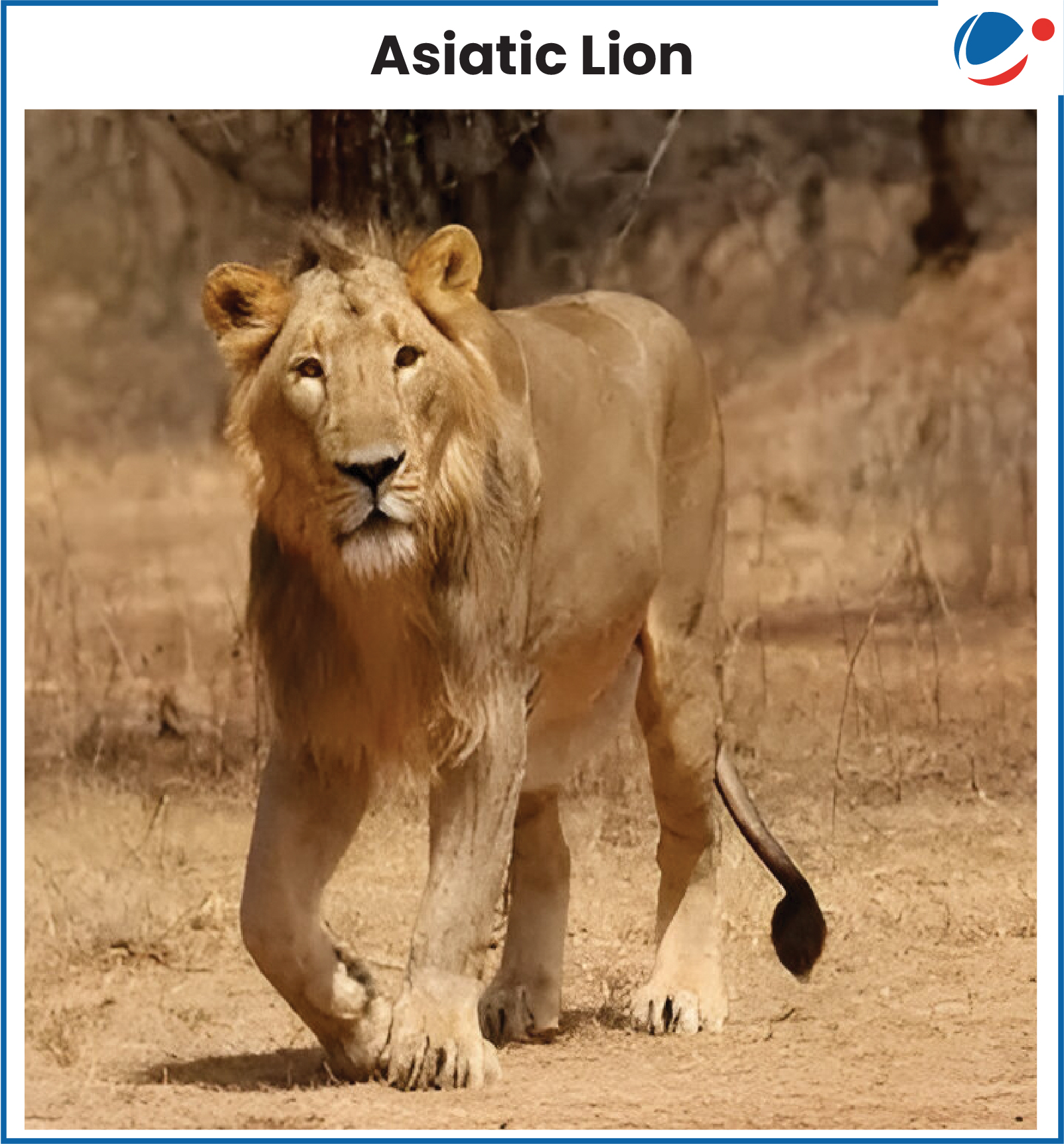 Image of Asiatic Lion