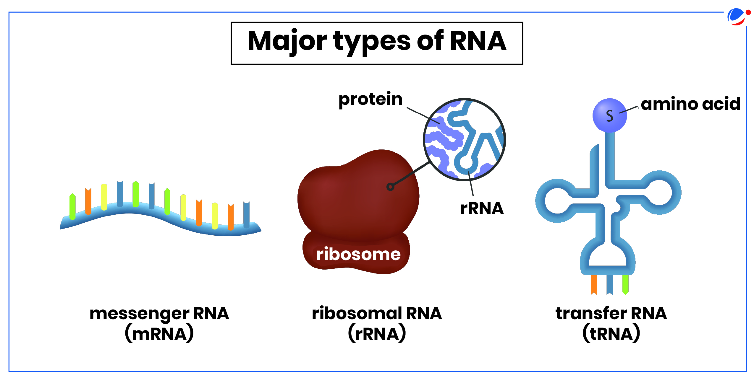 This image illustrates three main types of RNA (Ribonucleic Acid) and their functions in protein synthesis: messenger RNA (mRNA) shown as a wavy strand with colored segments, ribosomal RNA (rRNA) depicted as part of a brown ribosome structure with an inset showing protein and RNA interaction, and transfer RNA (tRNA) represented as a cloverleaf-like structure with an amino acid attachment site.