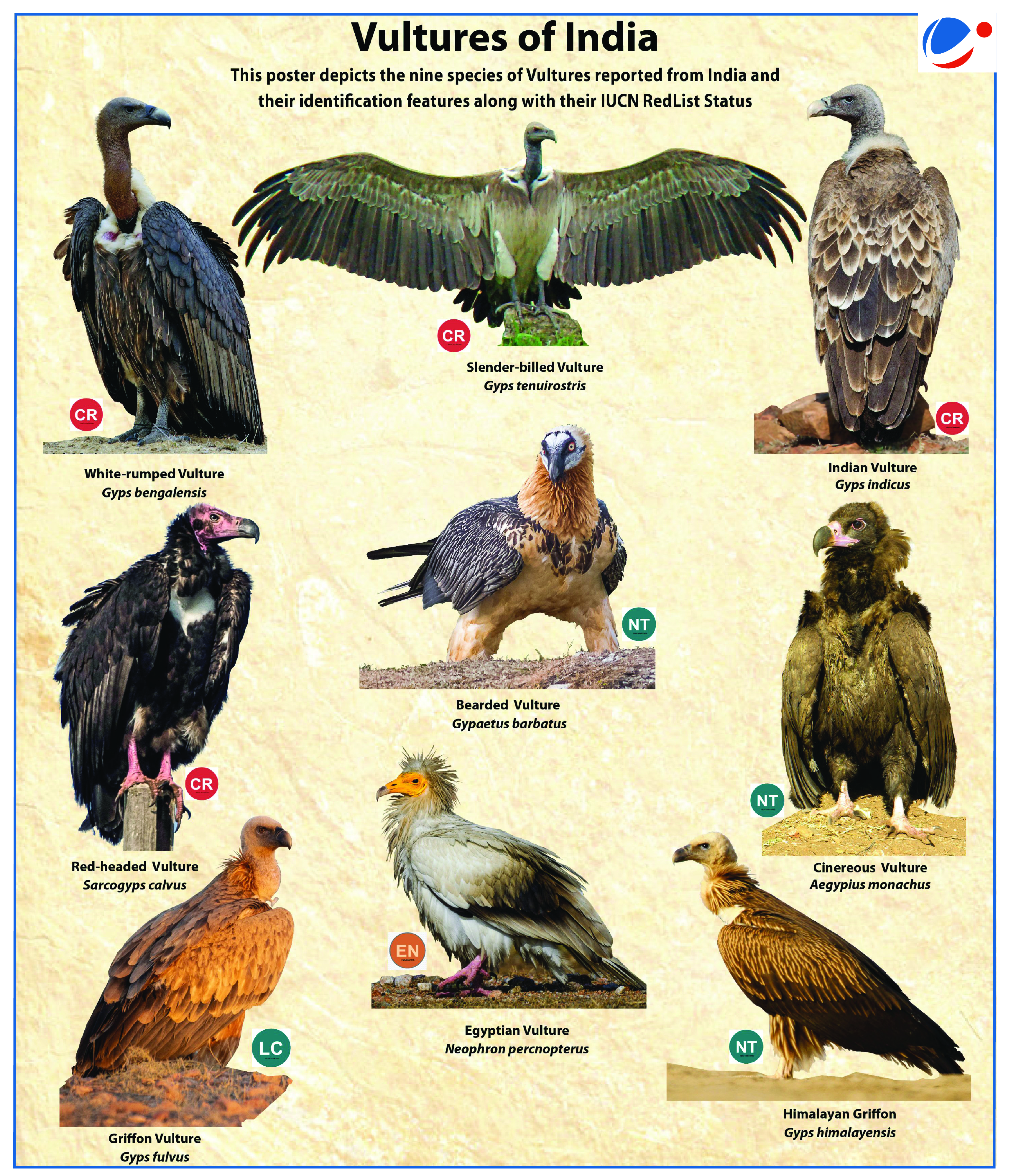 An image showing types of vultures in India