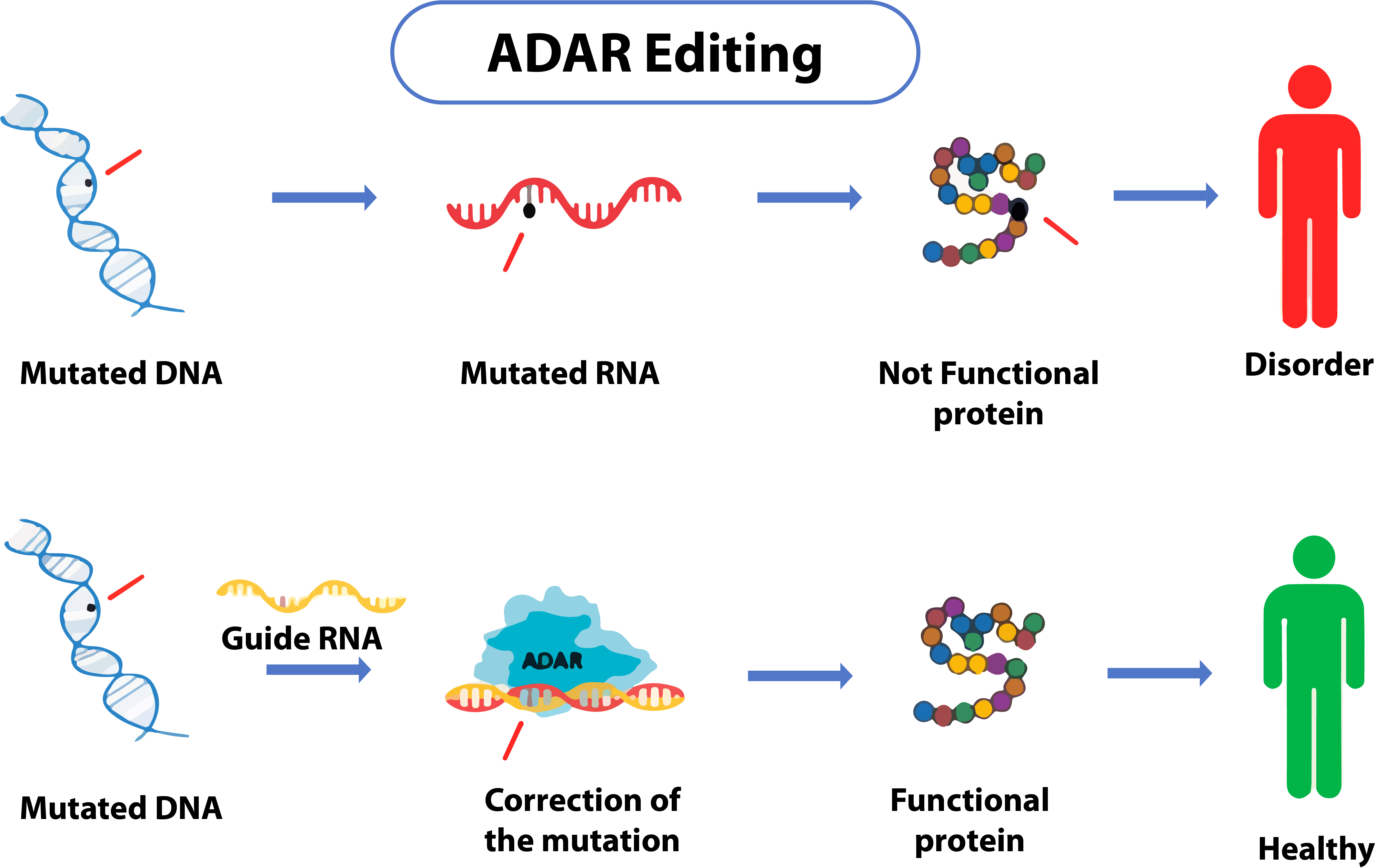 An image showing ADAR Editing