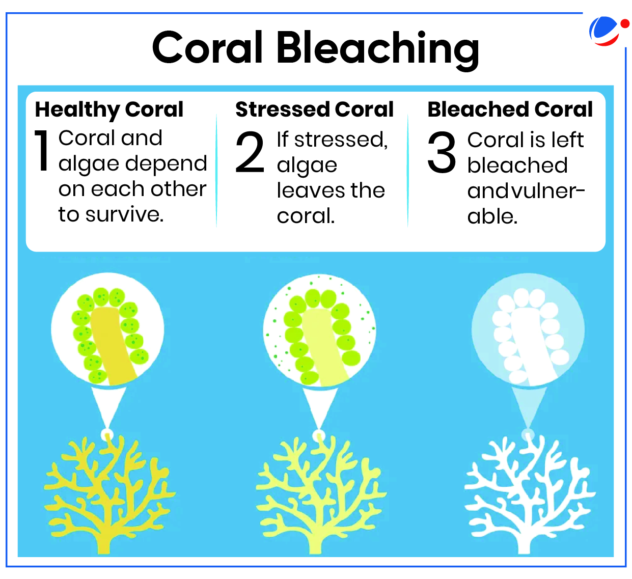 A diagram titled "Coral Bleaching" showing three stages: "Healthy Coral" with green algae inside, "Stressed Coral" where algae leaves, and "Bleached Coral" which appears white and vulnerable. Each stage is illustrated with corresponding coral images below.