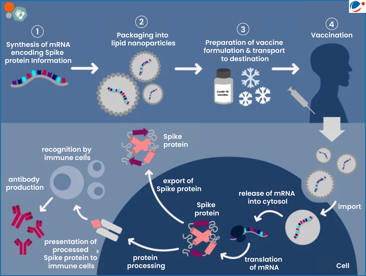 Diagram illustrating the mRNA vaccine process. Steps include mRNA synthesis, packaging into lipid nanoparticles, formulation, transportation, and vaccination. Depicts mRNA release into cells, translation into Spike protein, and immune response with antibody production.