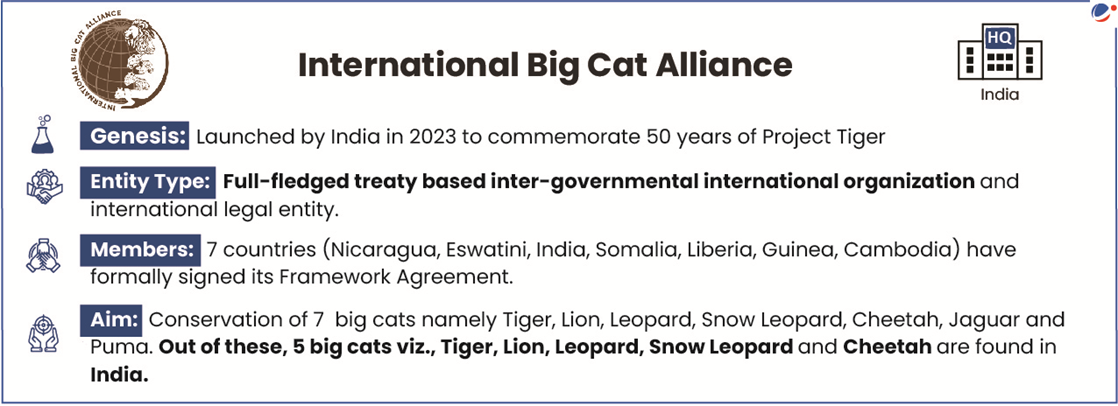 Infographic titled "International Big Cat Alliance" summarizing key details:  Genesis: Launched by India in 2023 to mark 50 years of Project Tiger.  Entity Type: A full-fledged treaty-based inter-governmental international organization with legal entity status.  Members: 7 countries (Nicaragua, Eswatini, India, Somalia, Liberia, Guinea, Cambodia) have signed the framework agreement.  Aim: Conservation of 7 big cats — Tiger, Lion, Leopard, Snow Leopard, Cheetah, Jaguar, and Puma.  Note: Out of these, 5 species (Tiger, Lion, Leopard, Snow Leopard, and Cheetah) are found in India.  Visuals: Icons representing science, cooperation, globe, and headquarters in India.