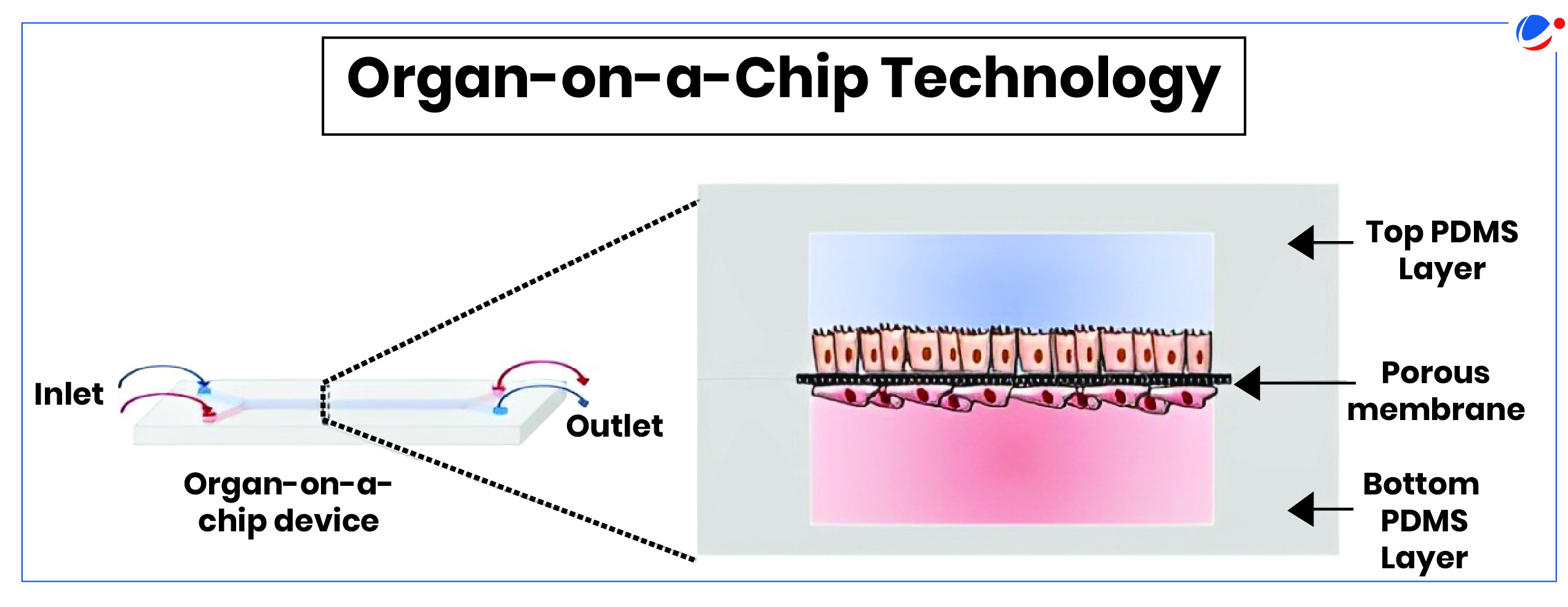 Organ on a chip device with detailed view showing porous membrane