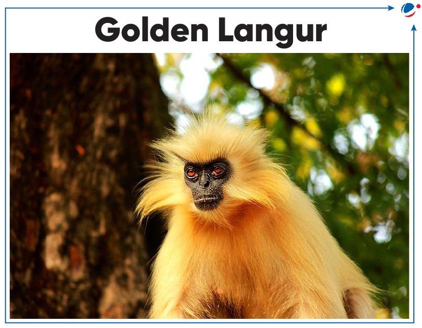 A close-up of a monkey

Description automatically generated