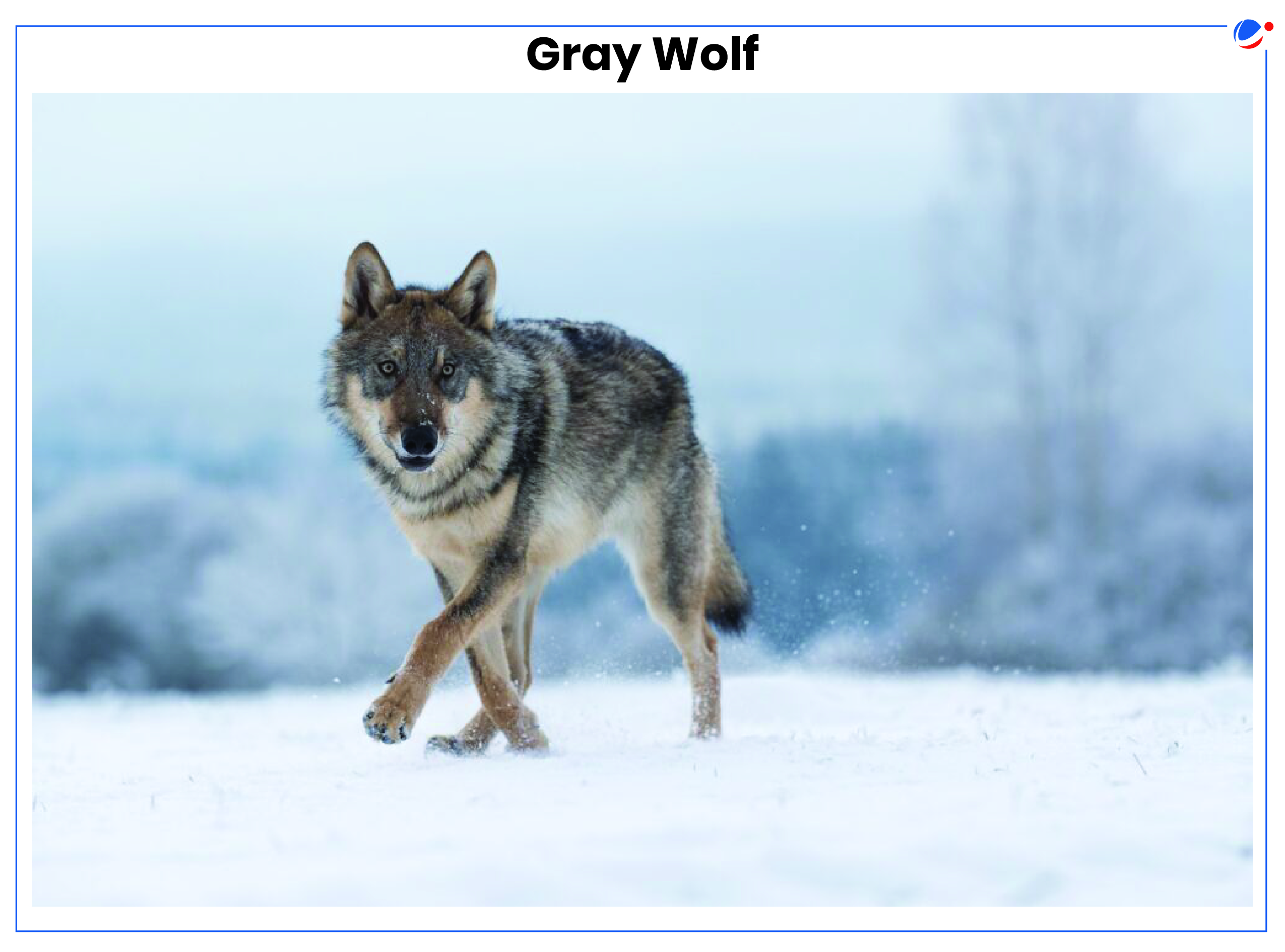 A gray wolf walks on snow, one paw raised, in a winter landscape. The background is a blur of snow-covered trees under a cloudy sky.