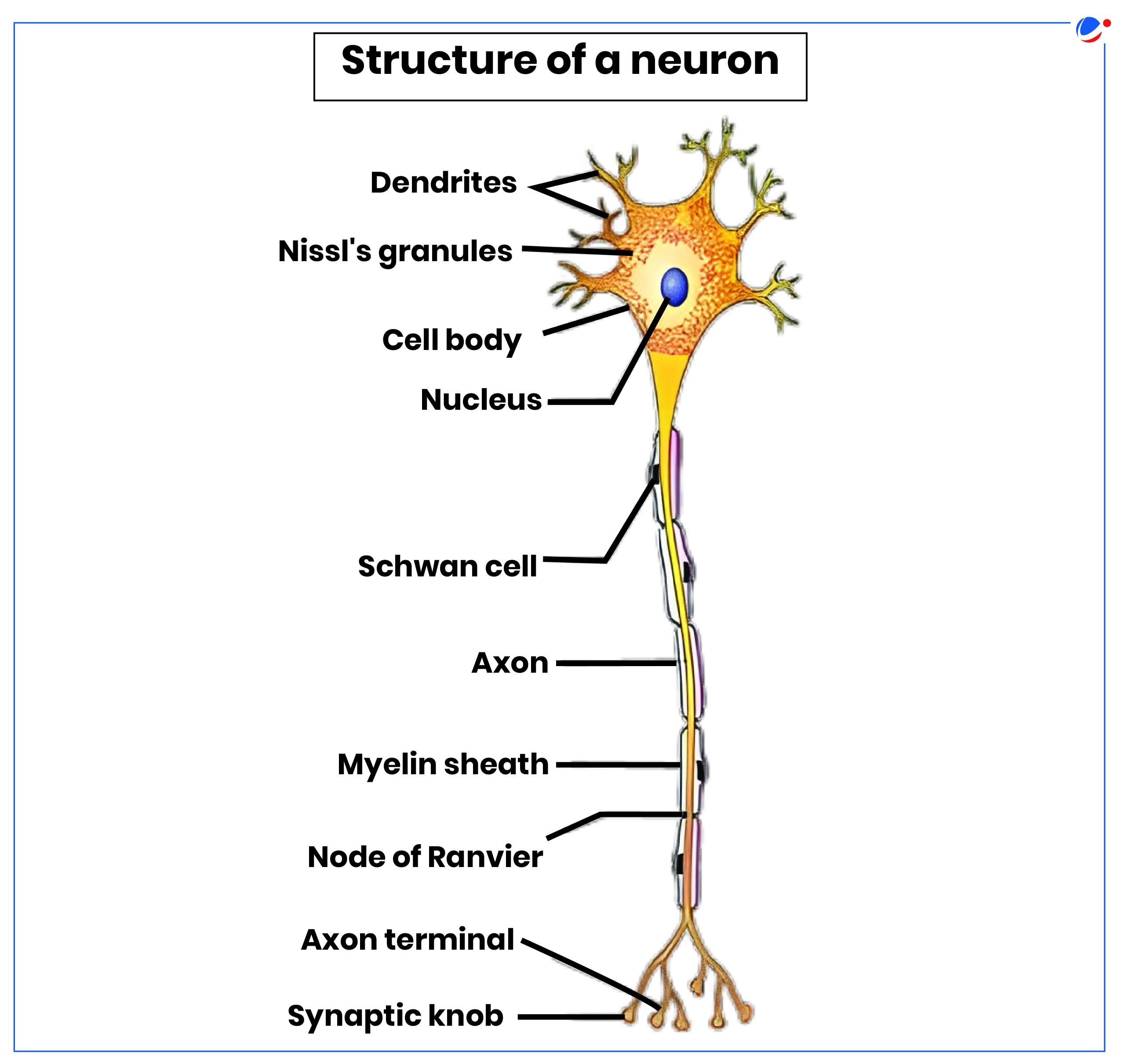 This image illustrates the structure of a neuron, highlighting key components like dendrites, which receive signals, the cell body with the nucleus, the axon that transmits impulses, and synaptic knobs, which pass signals to other neurons. Other structures like the myelin sheath, Schwann cell, and nodes of Ranvier facilitate efficient signal transmission.