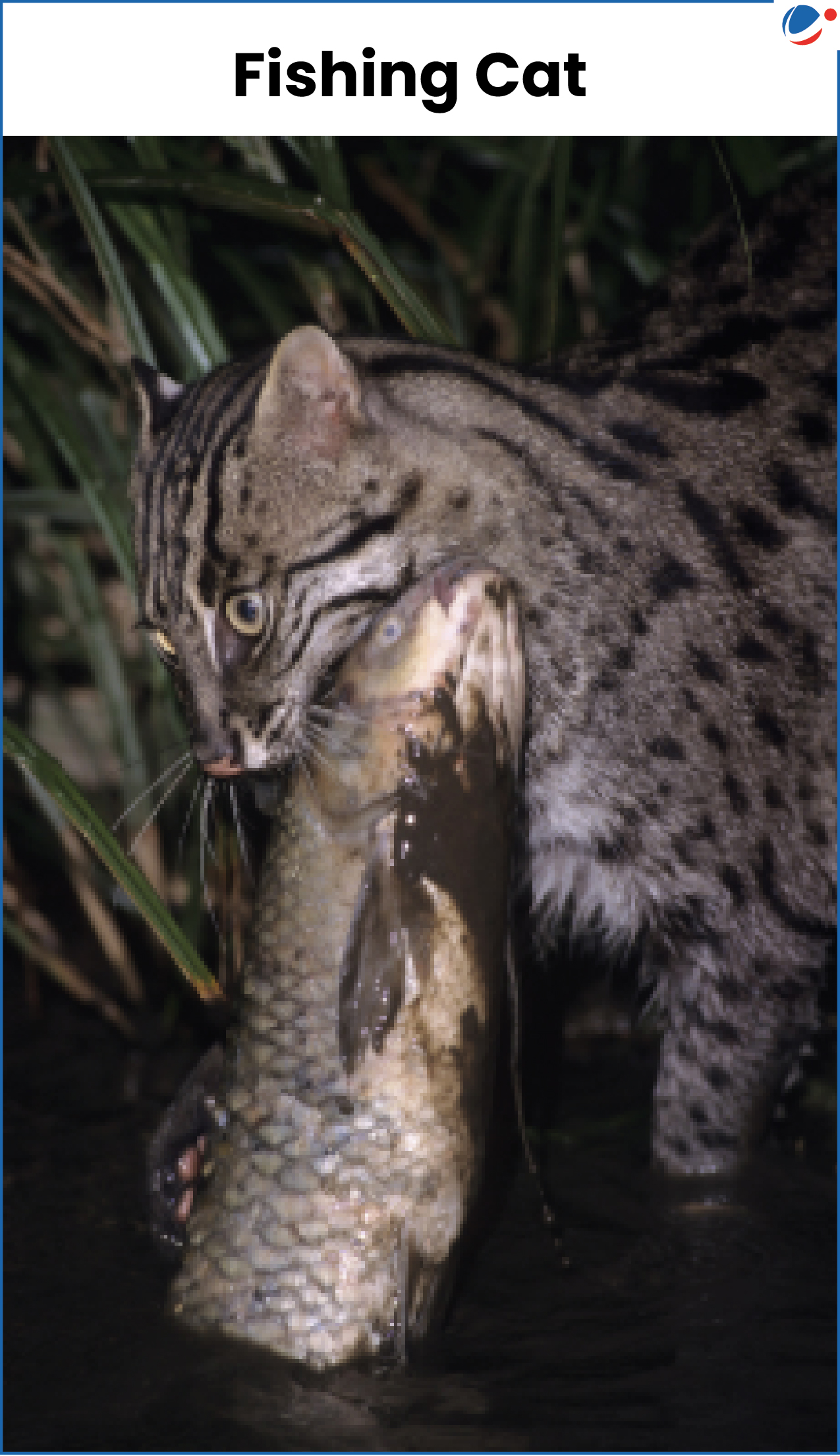 Description: A cat eating a fish
AI-generated content may be incorrect.