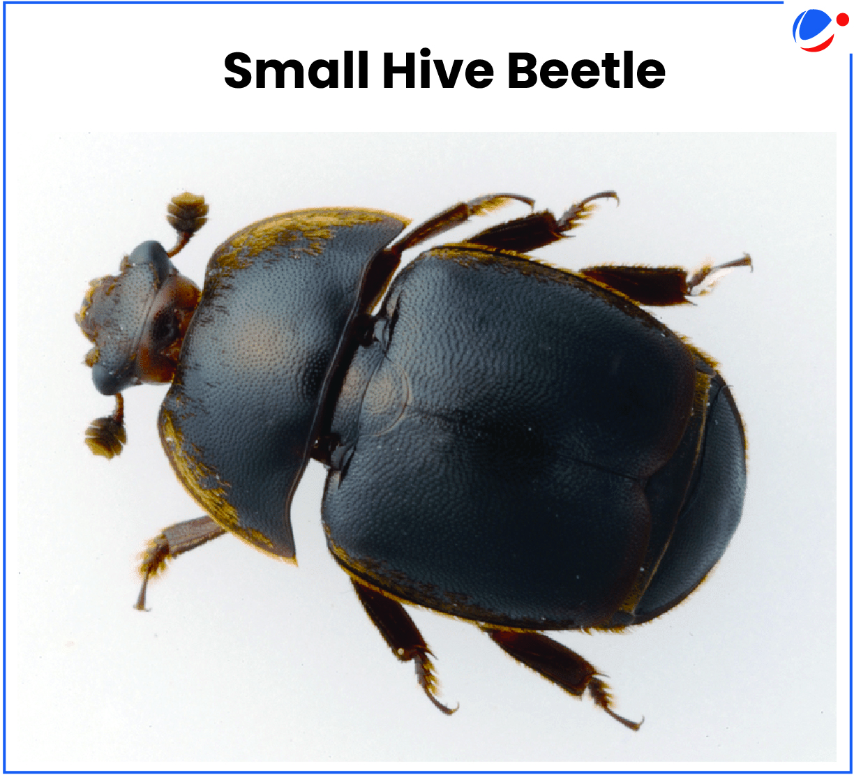 Image of Small Hive Beetle
