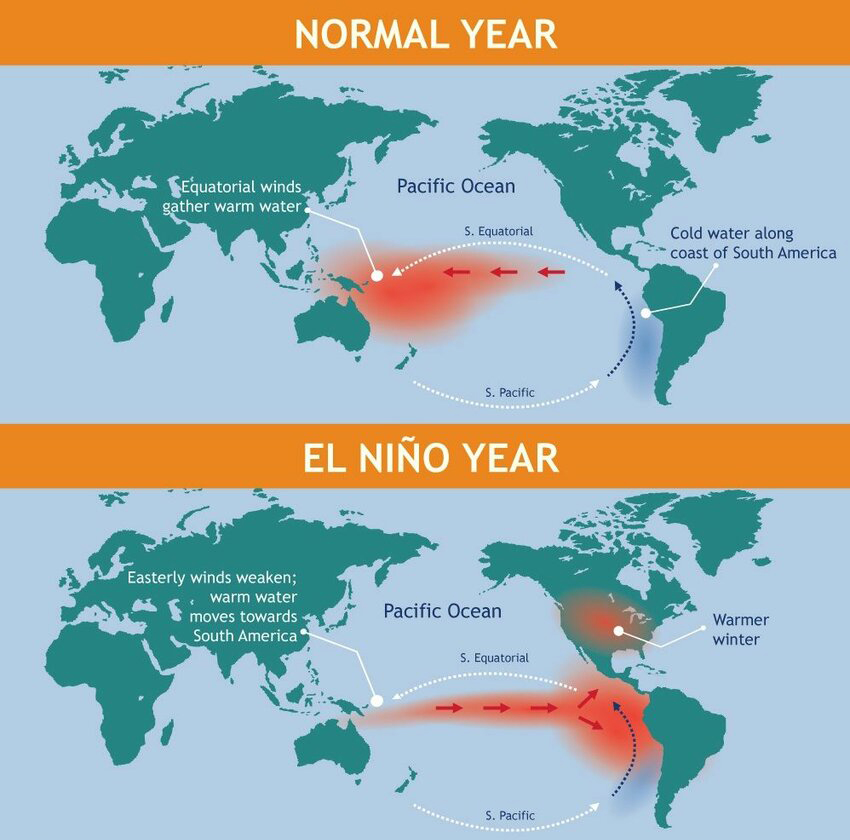 Infographic comparing normal and El Niño year effects. Top: Normal year shows equatorial winds directing warm water westwards, cold water along South America's coast. Bottom: El Niño year shows weakened easterly winds, warm water moves eastwards causing warmer winters.