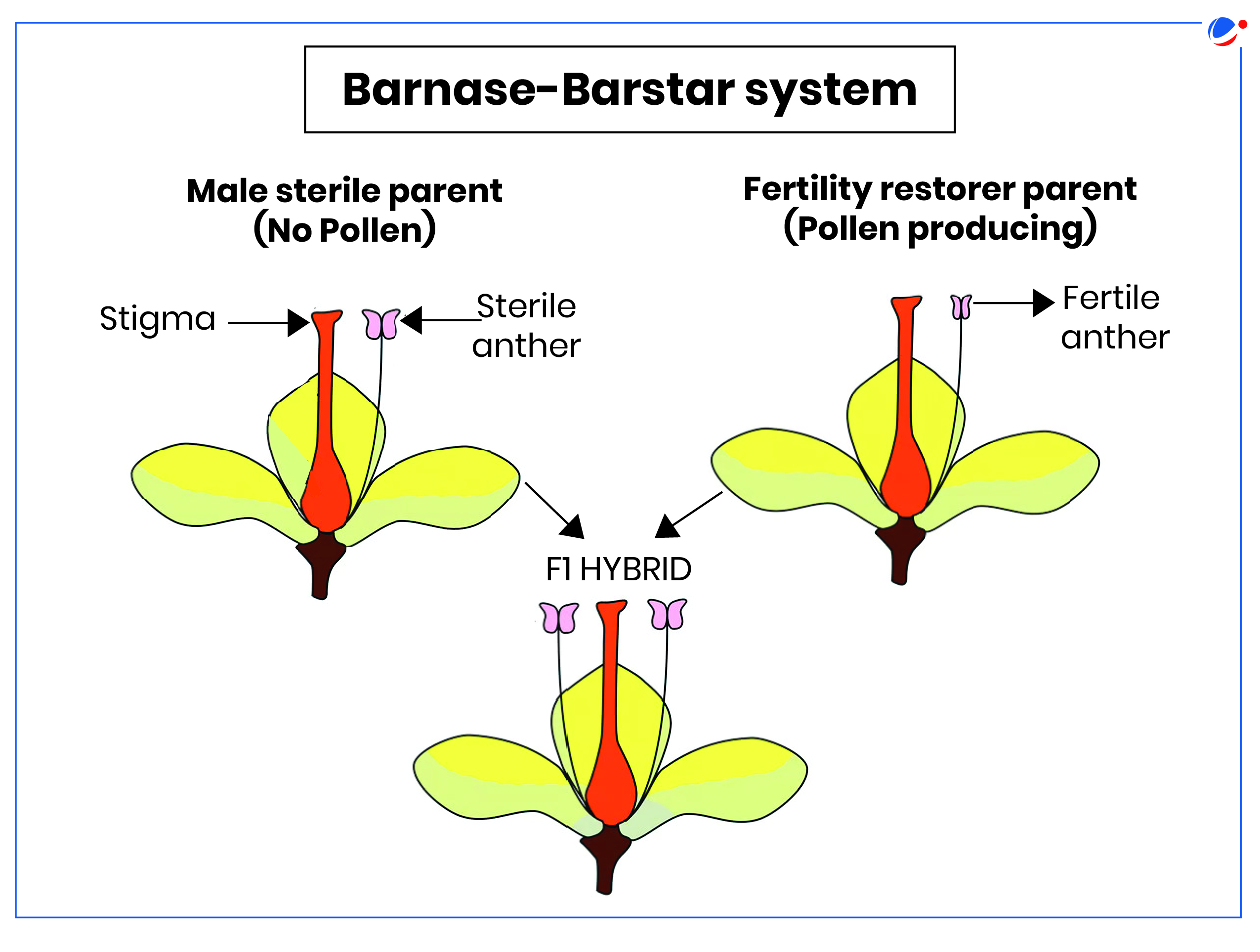 Diagram explaining the Barnase-Barstar system in plants, showing three stages: male sterile parent with sterile anther (no pollen), fertility restorer parent with fertile anther (pollen producing), and the F1 hybrid with a fertile anther.