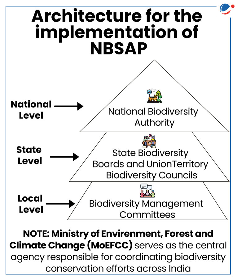 An infographic illustrating the architecture for the implementation of the National Biodiversity Action Plan (NBAP) in India. It shows a hierarchical structure with three levels: National, State, and Local. At the national level, the National Biodiversity Authority is responsible for overseeing the implementation of the NBAP. At the state level, State Biodiversity Boards and Union Territory Biodiversity Councils are responsible for implementing the NBAP within their respective jurisdictions. At the local level, Biodiversity Management Committees are responsible for implementing the NBAP at the local level. The diagram also notes that the Ministry of Environment, Forest and Climate Change (MoEFCC) serves as the central agency responsible for coordinating biodiversity conservation efforts across India.