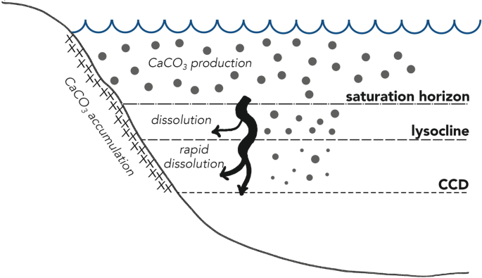 A diagram illustrating the oceanic carbonate system. It shows CaCO3 production and accumulation, with labeled zones: saturation horizon, lysocline, dissolution, rapid dissolution, and CCD (carbonate compensation depth), along with an arrow indicating dissolution processes.