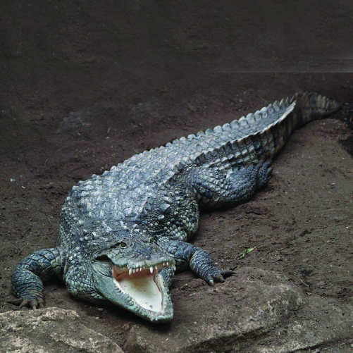 A large crocodile lying on a dirt surface with its mouth open, displaying sharp teeth. The background is dark, highlighting the crocodile's rough, scaly skin and powerful limbs.