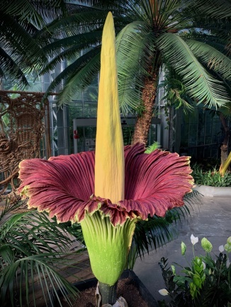 Description: Corpse Flowers | United States Botanic Garden