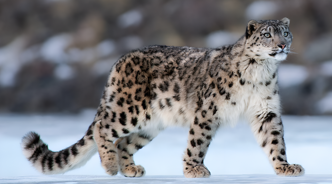 Image of Snow Leopard