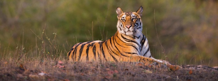 Description: Tiger resting on the ground