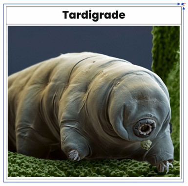 It Shows picture of Tardigrade.