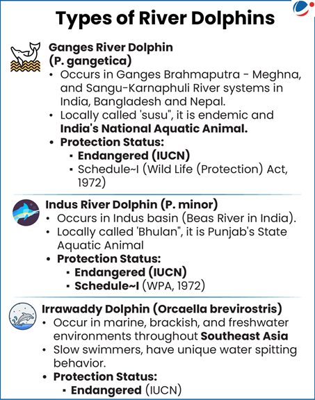 Types of River Dolphin- Ganges, Indus Irrawady