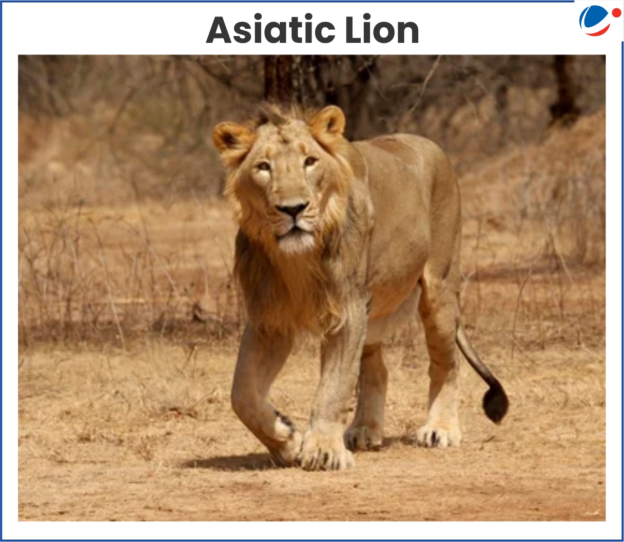 An image of Asiatic Lion