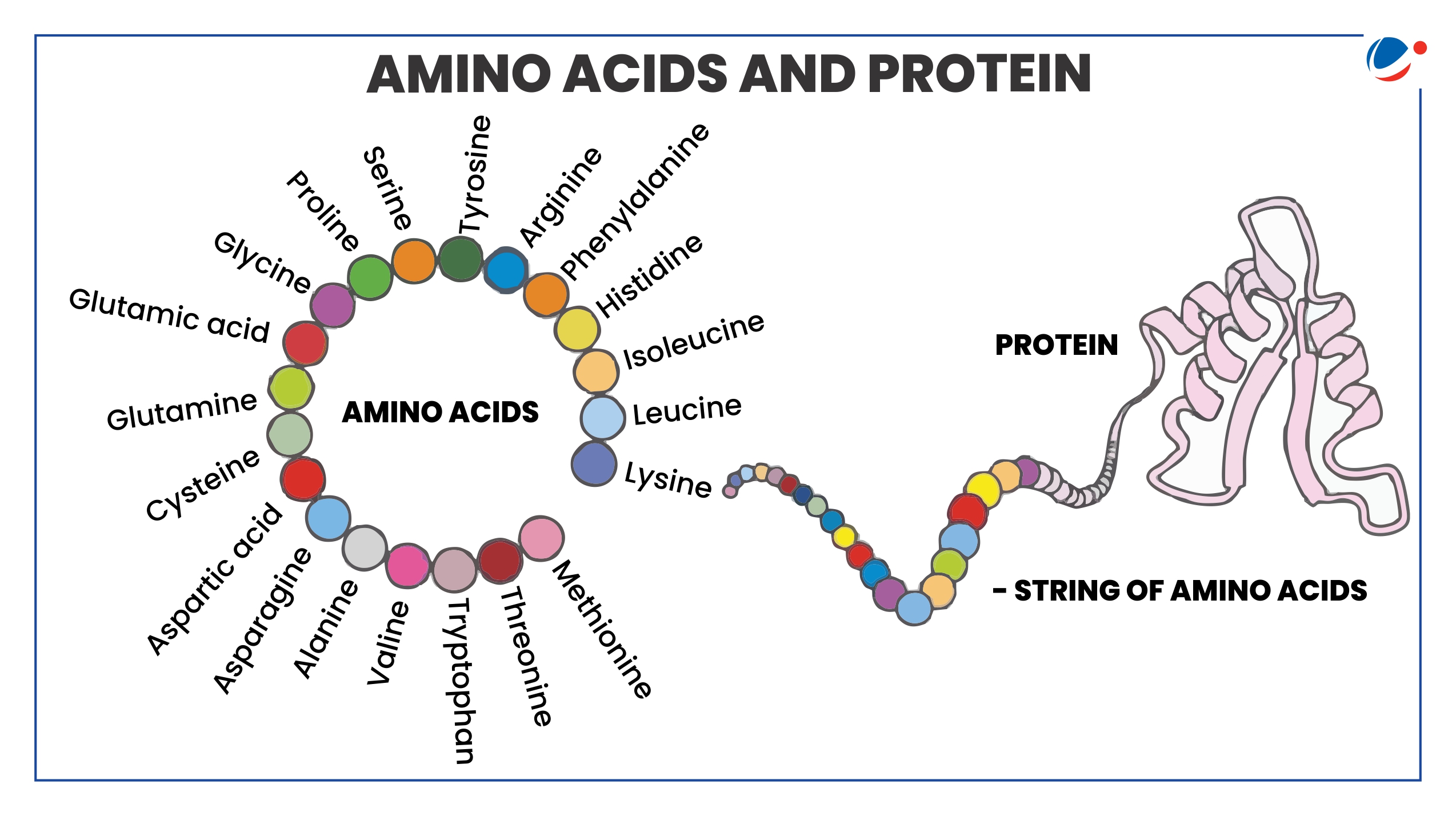 Visual representation of amino acids and protein