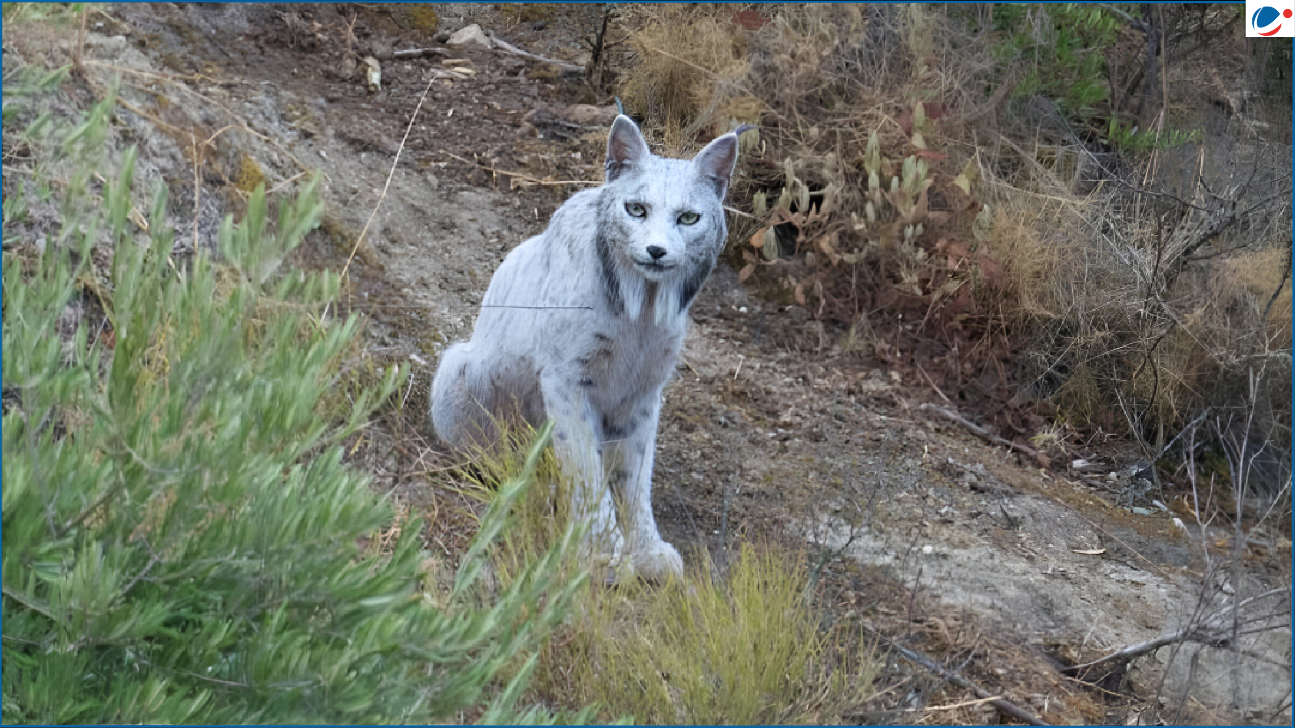 An Iberian lynx with light gray fur and tufted ears sits on a dry, rocky slope, surrounded by sparse shrubs and brush, staring directly toward the camera in a natural forested habitat.