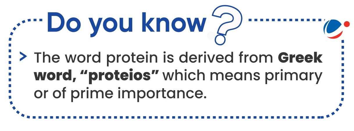 An informative graphic explaining that the word "protein" comes from the Greek "proteios," meaning "primary importance.