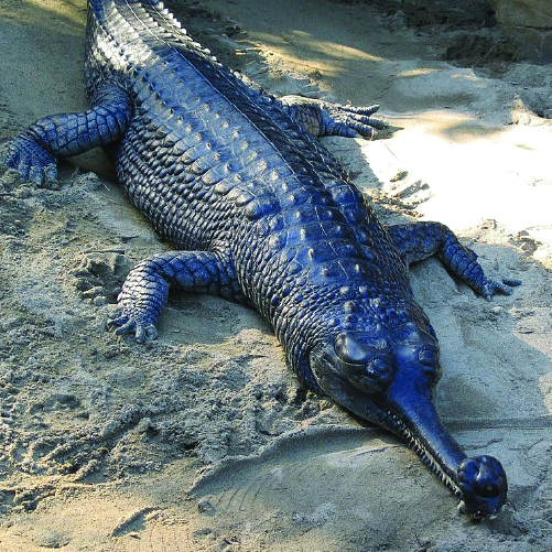 A gharial with a long, narrow snout and a bulbous growth on the tip lies on sandy ground. Its body is covered in dark scales and the surroundings are lit by sunlight.